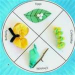 Life Cycle of a Butterfly 